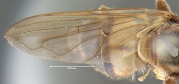 Media type: image;   Entomology 13144 Aspect: wing